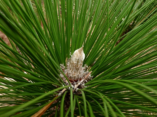 {Pinus palustris}